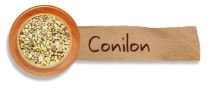 conilon